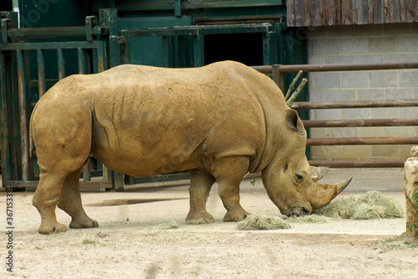 Obraz rhino in zoo