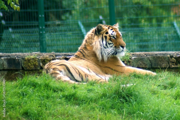 Obraz tiger in the zoo