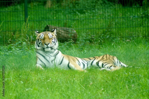 Obraz tiger in the grass