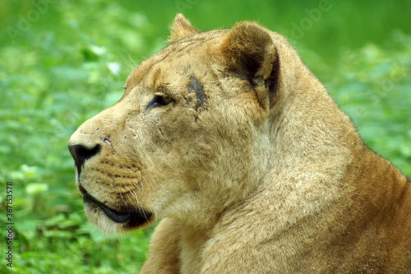 Obraz lioness