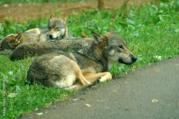 Fototapeta grey wolf
