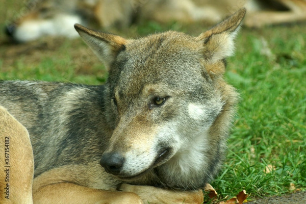 Obraz grey wolf canis lupus
