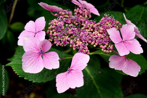 Obraz mophead hydranger