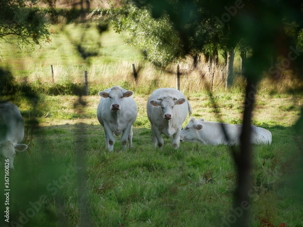 Obraz sheep and lambs