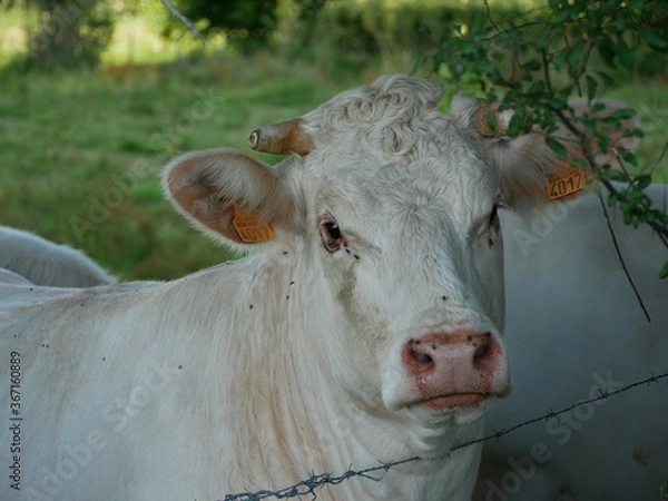 Obraz cow in a field