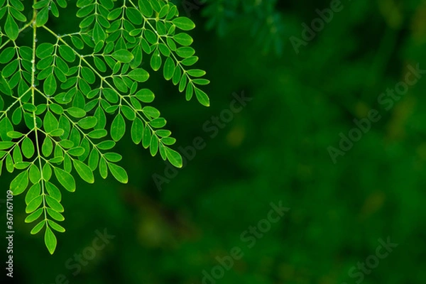 Fototapeta Fresh Moringa leaves background