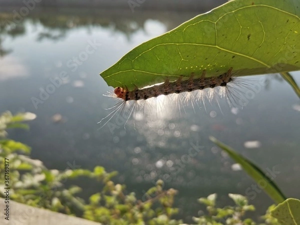 Fototapeta caterpillar on a leaf