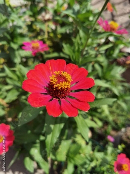 Fototapeta Red Flower