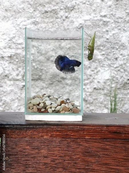 Fototapeta Beta Fish V.S. Mantis