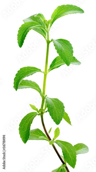 Obraz Roślina Stevia