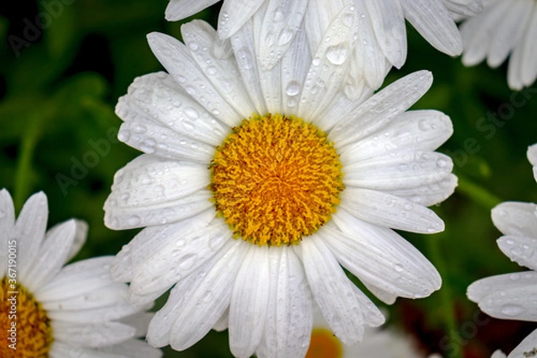 Fototapeta white daisy flower