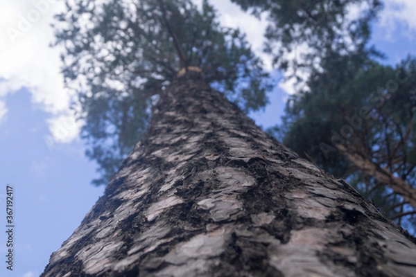 Fototapeta a tall pine tree soared into the sky. bottom view