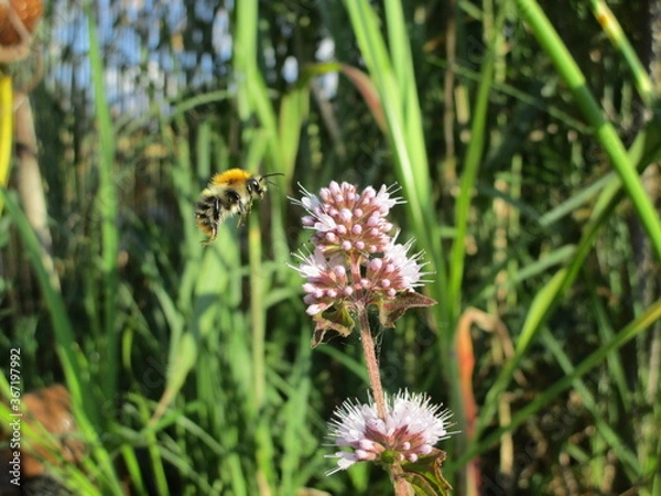 Fototapeta wingless flying bee