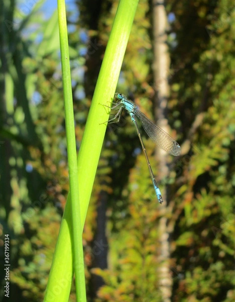 Fototapeta Dragonfly