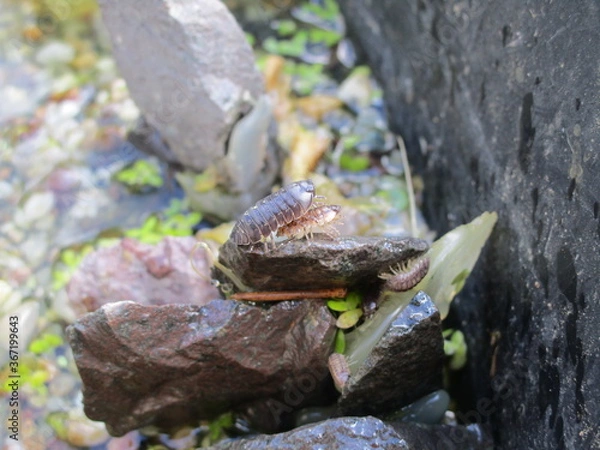 Fototapeta Kellerasseln
