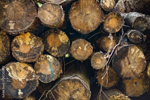 Fototapeta wooden logs