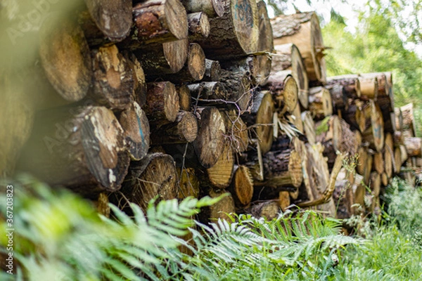 Fototapeta woodlog stack in the forest