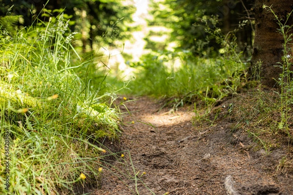 Fototapeta forest pathway fairydream