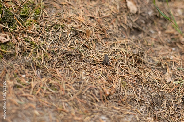 Fototapeta Little mini frog 