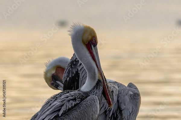 Obraz Two Peruvian Pelicans captured at sunrise while cleaning their plumage and enjoying the morning sun rays in Baja California in Mexico