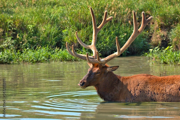 Fototapeta Massive Bull elk in a mountain stream