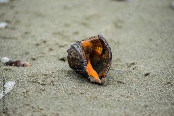Obraz shell on the sand