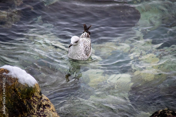 Obraz seagull on the water