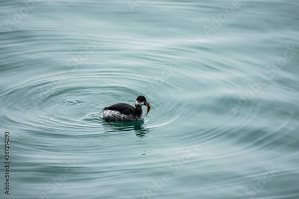 Obraz duck in the water