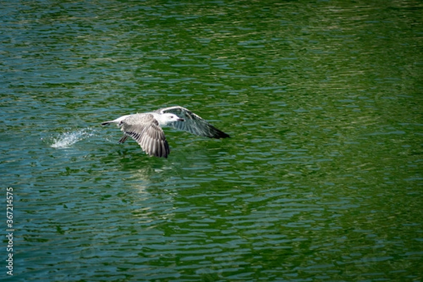 Obraz seagull in flight