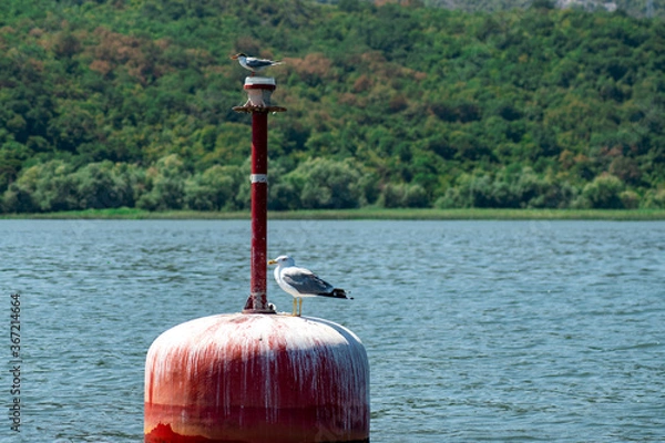 Obraz rendezvous on the lake