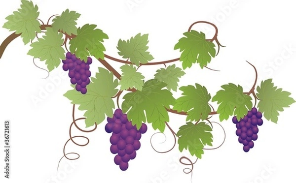 Obraz Weinlaub Dekor blau