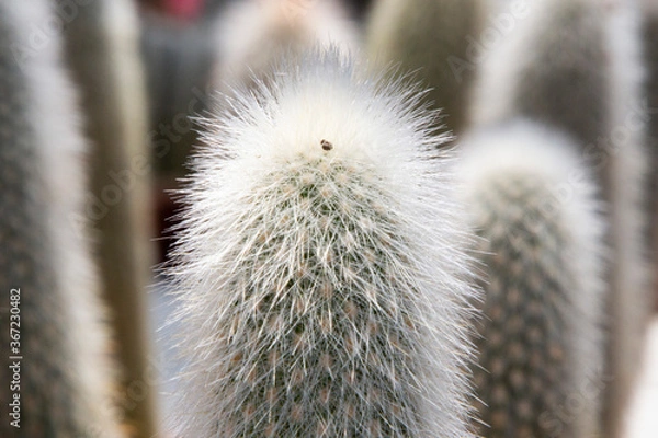 Obraz cactus close up