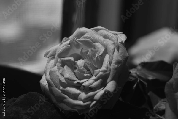 Obraz Miniature rose in bloom