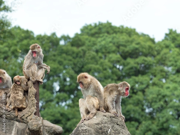 Fototapeta ニホンザル
