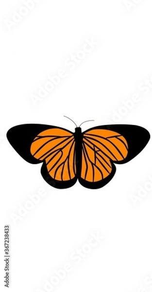 Fototapeta Butterfly