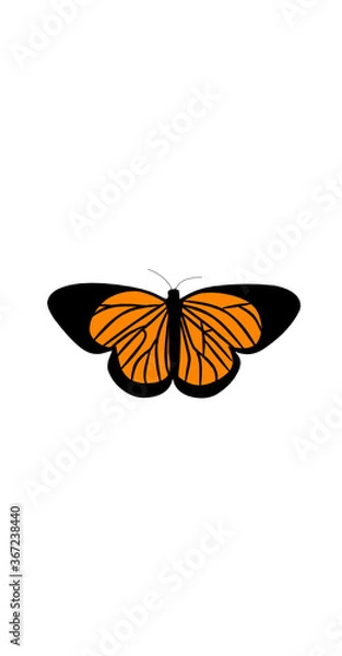 Obraz Butterfly
