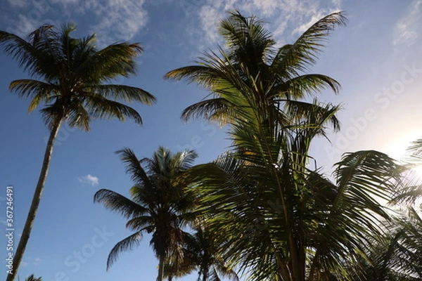 Obraz coconut trees