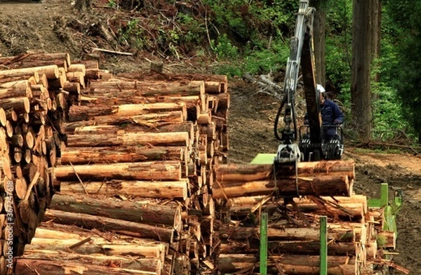 Obraz 杉材を貯木する