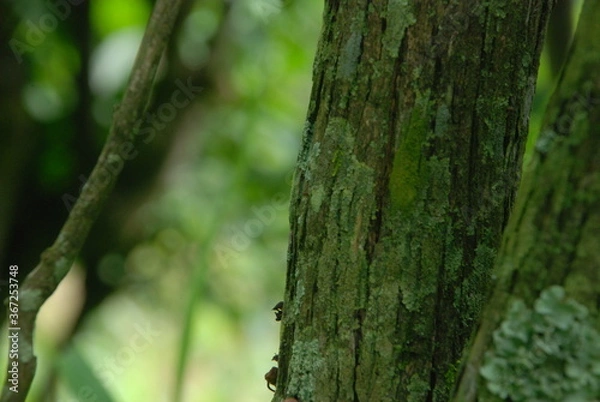 Fototapeta green tree trunks
