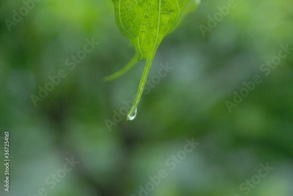 Fototapeta dew on a leaf