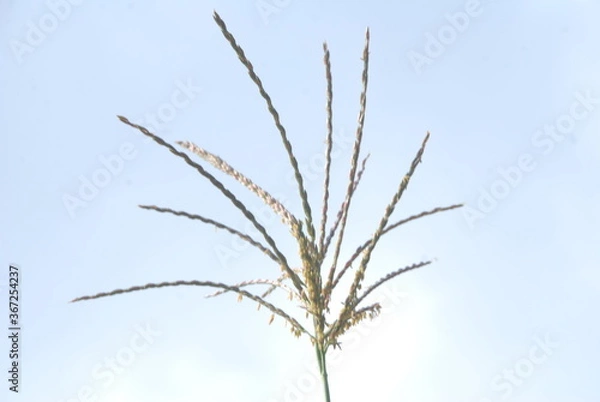 Fototapeta tip of maize