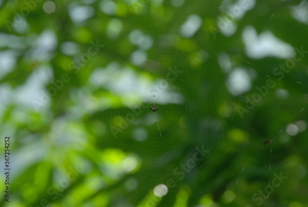Fototapeta green leaves background