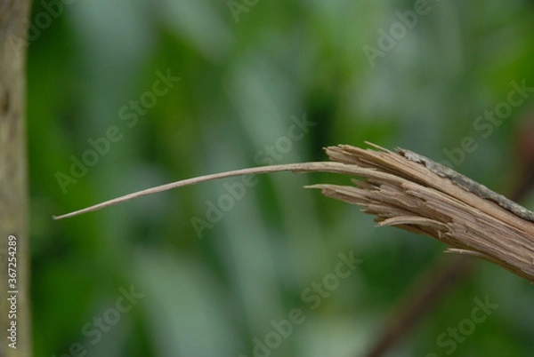 Fototapeta broken branch