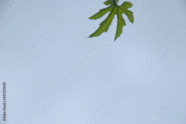Fototapeta green leaves against blue sky