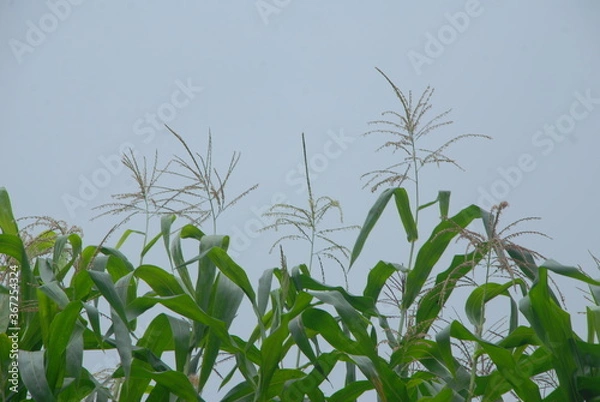 Obraz field of corn