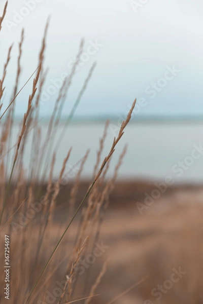 Obraz grass on the beach