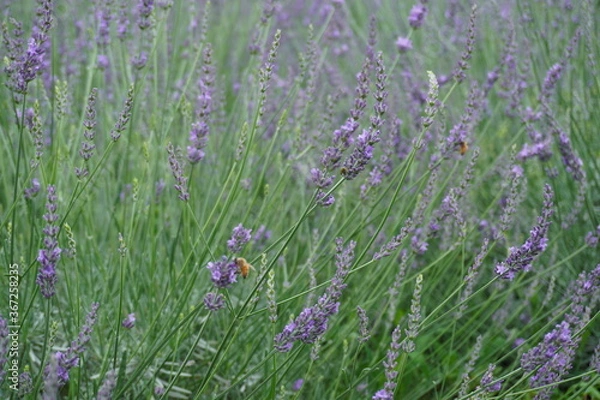 Fototapeta ラベンダーと蜂