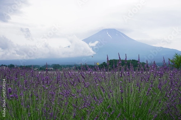 Obraz ラベンダー畑と富士山