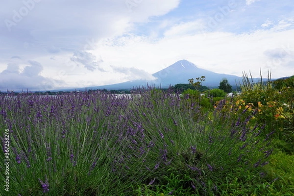 Obraz 富士山とラベンダー畑