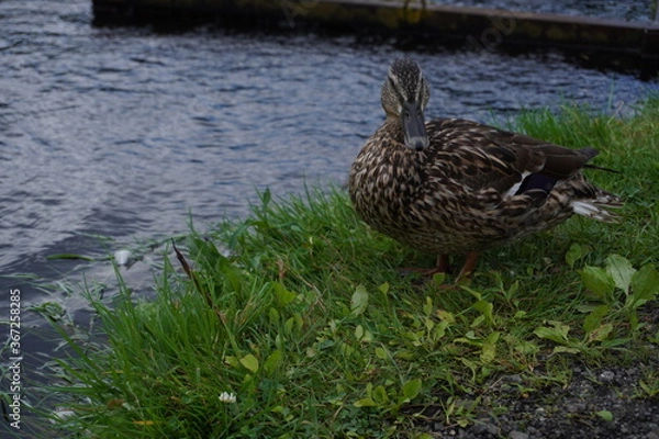 Fototapeta 陸に上がった鴨